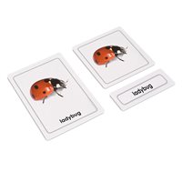 Insects 3 Part Cards (Plastic & Cut)
