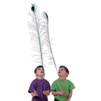 Peacock Feathers - Pk / 12